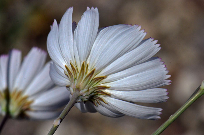 Parachute Plant has daisy type flowers known as ligulate or strap-like. The bracts or phyllaries on the bottom of the flower are in 2 to 4 series. Atrichoseris platyphylla